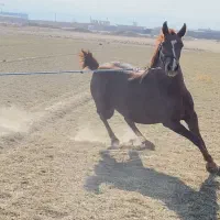 مادیون درجه یک ناب|اسب و تجهیزات اسب‌سواری|مرودشت, مسجد رسول‎|دیوار