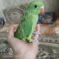 جوجه طوطی ملنگو شاه تخم