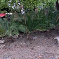 ۶ عدد سیکاس ۶ ساله