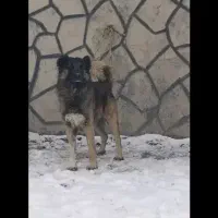 واگذاری سن گله|سگ|دهگلان, |دیوار