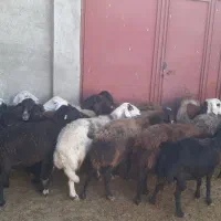 ۱۶تا میش قره قزل و پلنگی اتوبوسی|حیوانات مزرعه|بروجرد, |دیوار