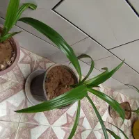 گل اشک ملکه|گل و گیاه طبیعی|خمینیشهر, |دیوار