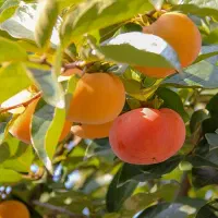 اجاره  خرمالوی یک هکتار باغ خرمالو مرغوب