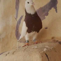 طوقی سرخ خال سیاه