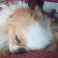 واگذاری سگ پیکینیز