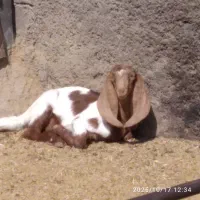 یک عدد بز سانن با کلر پاکستانی باکهره|حیوانات مزرعه|شیراز, شهرک مدرس|دیوار