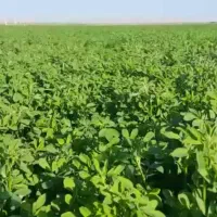 یونجه