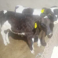 گوساله|حیوانات|یزد, |دیوار