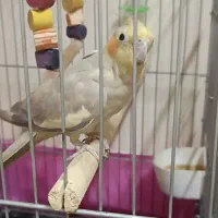 عروس هلندی|پرنده|تهران, ابوذر|دیوار