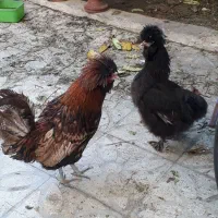 خروس نژادلهستانی|حیوانات مزرعه|شیراز, فضل‌آباد|دیوار