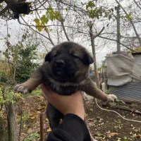 توله سگ|سگ|تالش, طولارود|دیوار