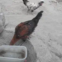 مرغ خروس گلین