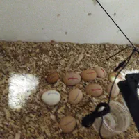 انواع دستگاه جوجه کشی تضمینی تضمینی|لوازم جانبی حیوانات|کرمان, |دیوار