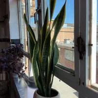 فروش گل|گل و گیاه طبیعی|ربط, |دیوار