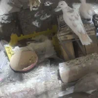 کبوتر خانگی|پرنده|ایرانشهر, |دیوار