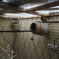 مرغ مینا نر و ماده بالغ و به شرط|پرنده|اصفهان, شاهزید|دیوار