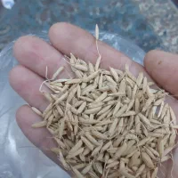 تخم جو هاشمی اعلا