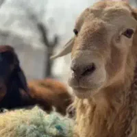 بزرگترین مرکز پخش %گوسفند زنده 6ماه *زیر فی بازار