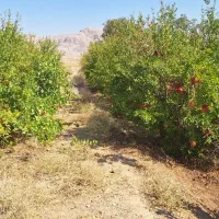 اجاره باغ انار|اجارهٔ دفتر صنعتی، کشاورزی، تجاری|دهاقان, |دیوار