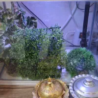 اکواریوم شرکتی ماهیران