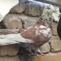 کفتر گرگی وسرخ|پرنده|تهران, شهرک رضویه|دیوار