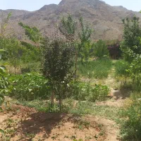 باغ روستا شرب العین