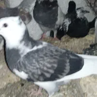 کبوتر