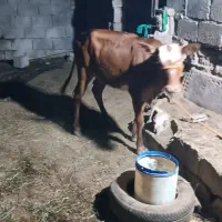 گوساله|حیوانات مزرعه|شوشتر, |دیوار