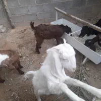 کهر نروماده