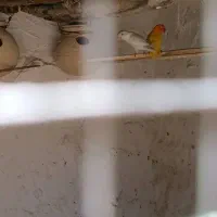جفت کوتوله مولد