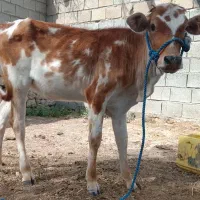 گوساله ماده 8ماهه خورنده انواع خوراک دام