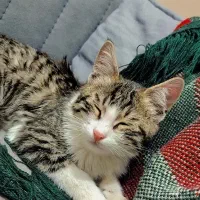 واگذاری رایگان گربه