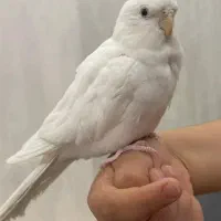 عروس هلندی آلبینو ماده کارداده|پرنده|مشهد, تربیت (صدف)|دیوار