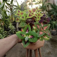 گل حسن یوسف رنگ بندی مختلف ارسال رایگان + هدیه