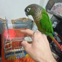 گرینچیک نر|پرنده|شهر ری, صفاییه (چشمه علی)|دیوار