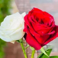 همخونه هم خونه میشم