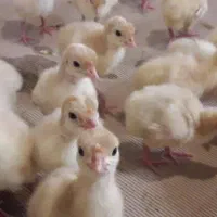 جوجه بوقلمون بیوتی