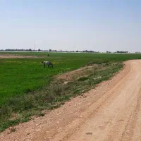 اجاره زمین کشاورزی کنار کانال آب