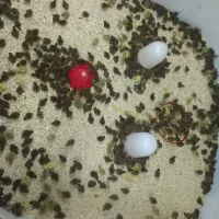 جوجه بلدرچین ۱۰ روزه از آب گل در امده|پرنده|شاهین‌شهر, گرگاب|دیوار