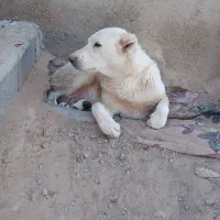 سگ فروشی|سگ|قائن, |دیوار