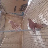 کبوتر یا کفتر رواعب سالم و سرحال|پرنده|قم, صفائیه|دیوار