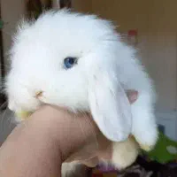 خرگوش لوپ اسکاتلندی