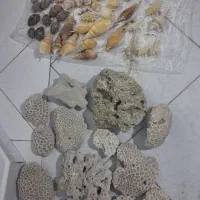 صخره و مرجان طبیعی و صدف دریایی