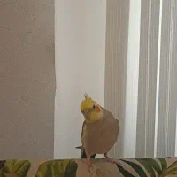 طوطی عروس هلندی