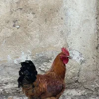 خروس محلی