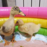 جوجه اردک رایگان همین الان