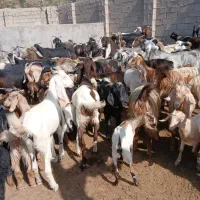 کهره چاق نروماده|حیوانات مزرعه|کنار تخته و کمار, |دیوار