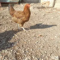 مرغ لاری دورگ|حیوانات مزرعه|چهارباغ, |دیوار