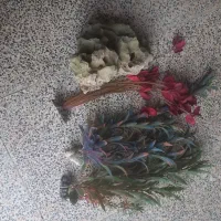 آکواریوم شیشه خم بزرگ و جا دار