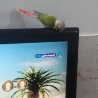 گرینچیک گم شده